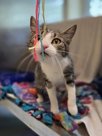 An adult medium-sized female Domestic Short Hair cat named Cinnamon Toast for adoption in Westland, MI