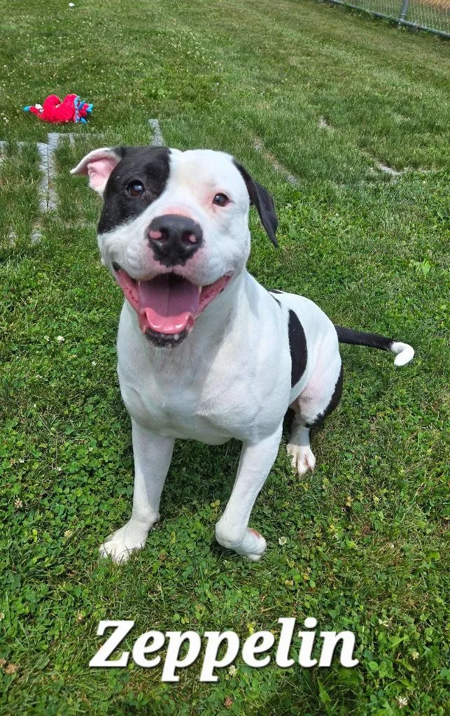 A young large-sized male Pit Bull Terrier dog named Zeppelin Yrly for adoption in Sidney, OH