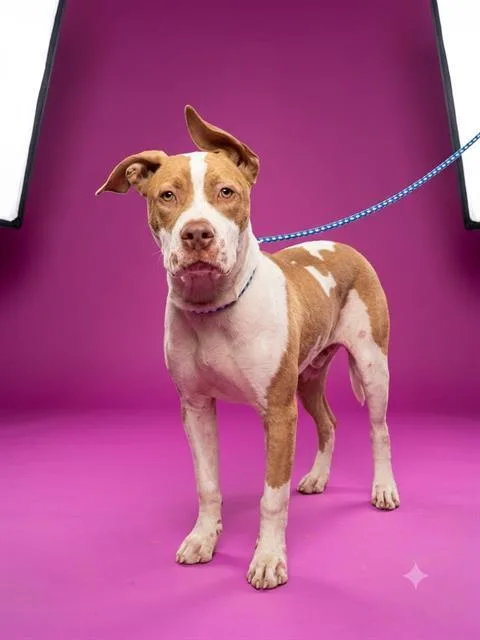 A young medium-sized female Mixed Breed dog named Jill for adoption in Jacksonville, FL