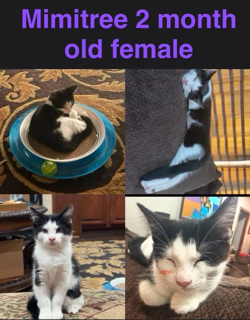 A baby medium-sized female Domestic Short Hair cat named Mimitree for adoption in Mustang, OK