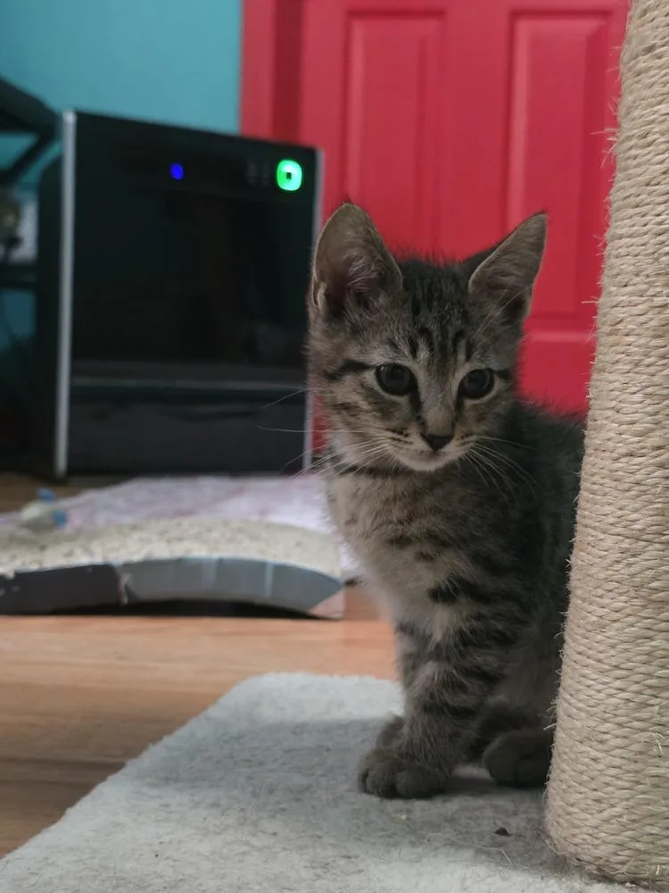 Haddock  Blue Collar