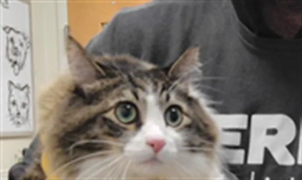 An adult small-sized female Domestic Medium Hair cat named Estrella for adoption in Albuquerque, NM