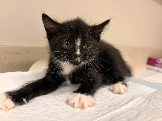 A baby small-sized male Domestic Short Hair cat named Canary for adoption in Baytown, TX