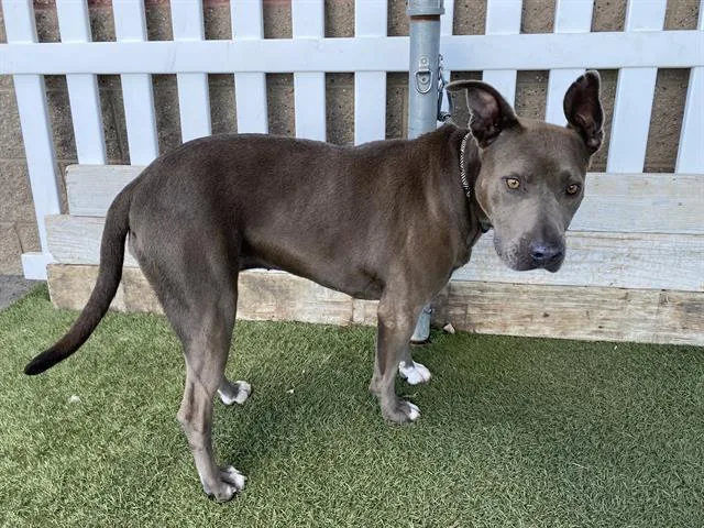 An adult medium-sized female Pit Bull Terrier dog named Jasmine for adoption in Modesto, CA