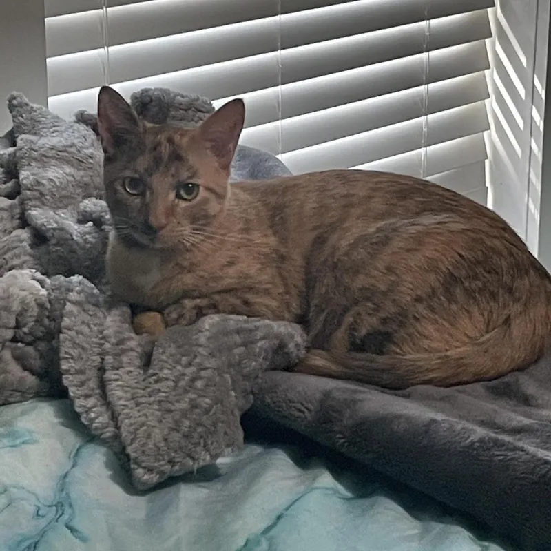 Chloe Bird thumbnail 2