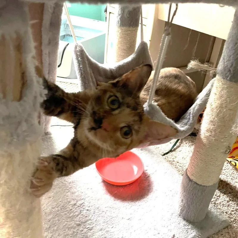 Chloe Bird thumbnail 3