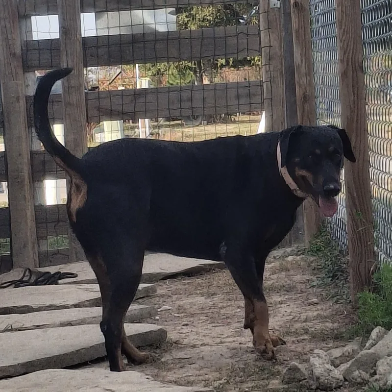 An adult large-sized female Doberman Pinscher dog named Baby for adoption in Spring, TX