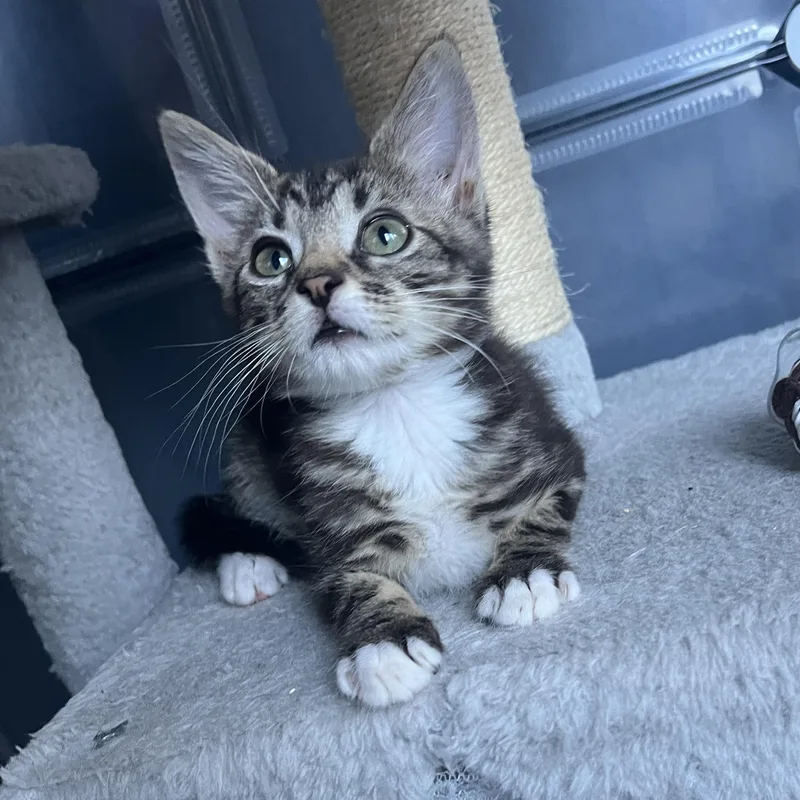 A baby medium-sized male Tabby (Buff / Tan / Fawn) Domestic Short Hair cat named Theodore for adoption in Redwood City, CA