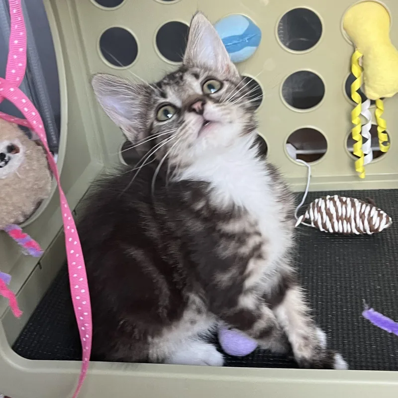 Theodore thumbnail 6
