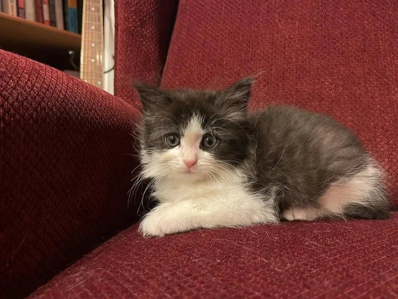 A baby small-sized female Black & White / Tuxedo Domestic Long Hair cat named Miss Muffett for adoption in Davison, MI