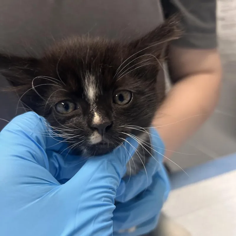 A baby small-sized male Black Domestic Short Hair cat named Jj for adoption in Summerville, SC