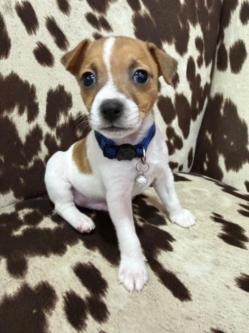 A baby small-sized male Chihuahua dog named Beacon for adoption in Sunrise, FL