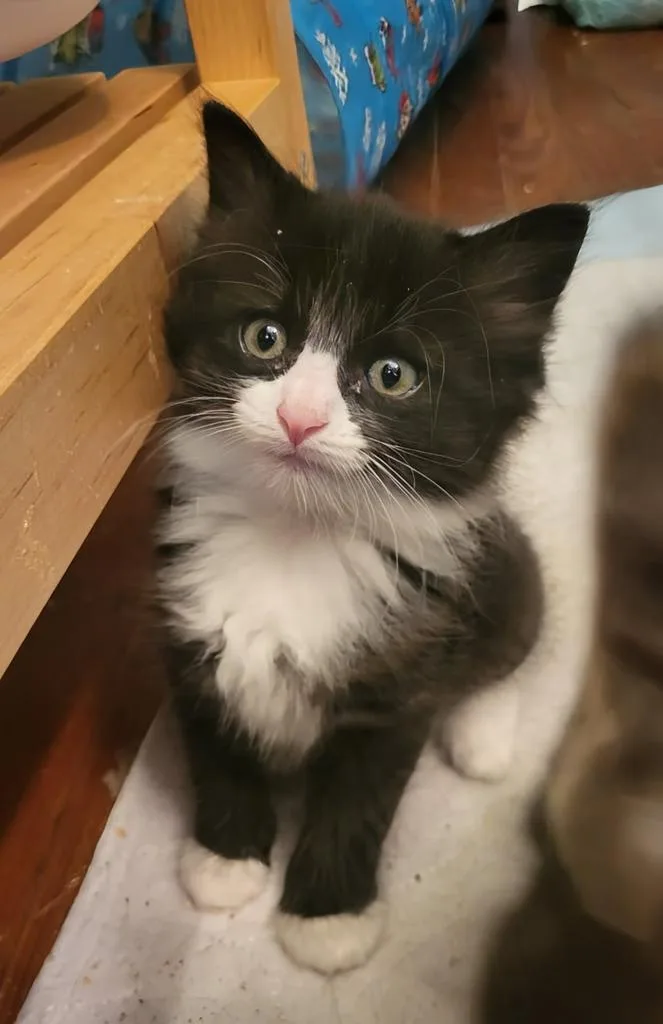 A baby medium-sized male Domestic Short Hair cat named Drumstick for adoption in Florence, SC