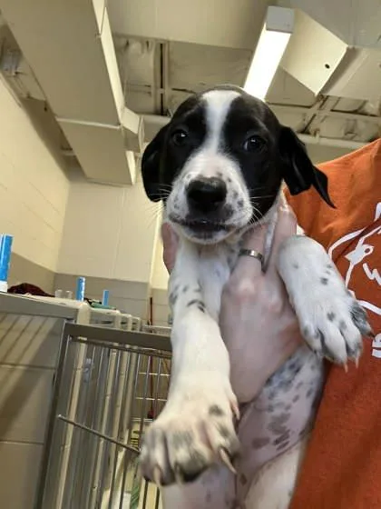 A baby large-sized female Mixed Breed dog named Charlotte for adoption in Munster, IN