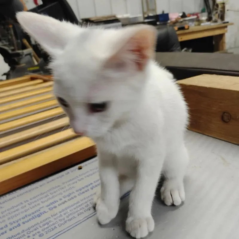 A baby small-sized male White Domestic Short Hair cat named Asia for adoption in League City, TX