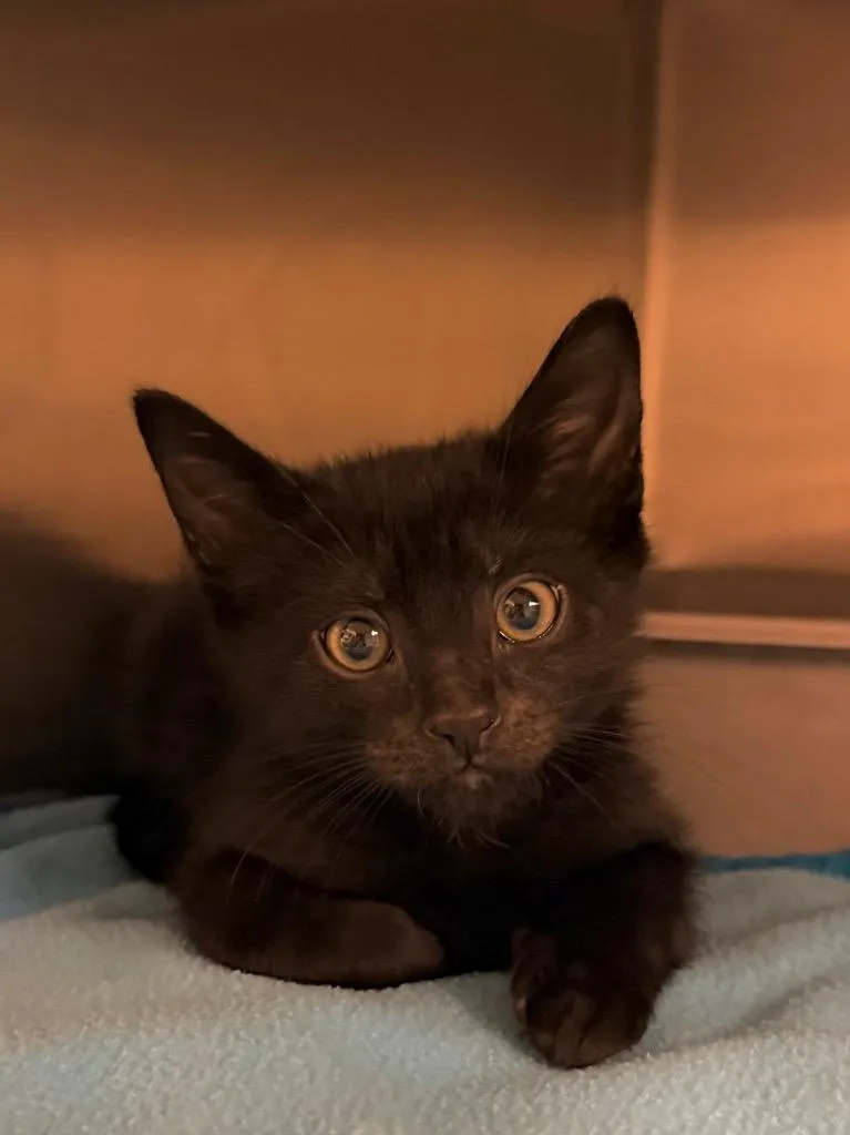 A baby small-sized male Domestic Short Hair cat named Cool Whip for adoption in Ocala, FL