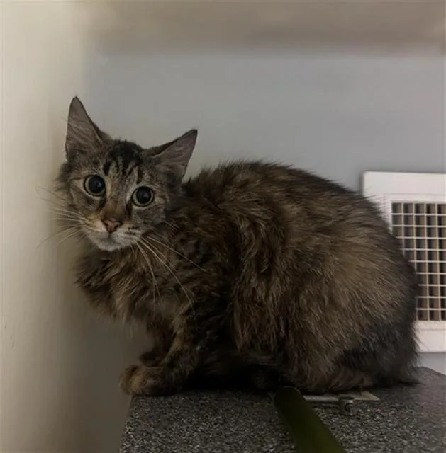 A young medium-sized female Domestic Medium Hair cat named Presley for adoption in Statesville, NC