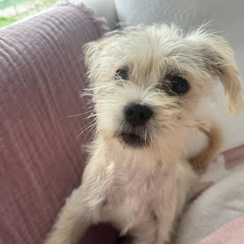 A baby small-sized male Yellow / Tan / Blond / Fawn Terrier dog named Gustavo for adoption in Houston, TX