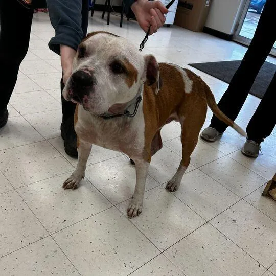 An adult medium-sized female Yellow / Tan / Blond / Fawn Mixed Breed dog named Cabbage for adoption in Davenport, IA