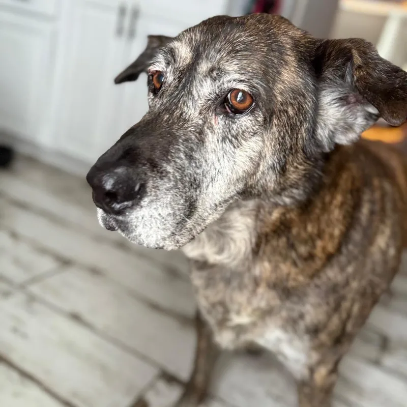 Elizabeth thumbnail 2