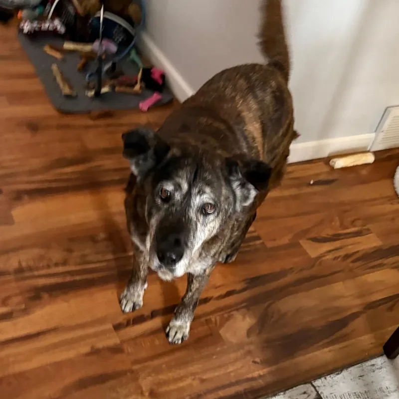 Elizabeth thumbnail 5