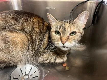 An adult medium-sized female Domestic Short Hair cat named Twila for adoption in Westland, MI