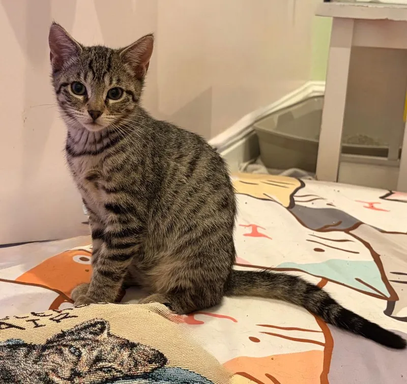 A baby medium-sized male Domestic Short Hair cat named James for adoption in New Orleans, LA