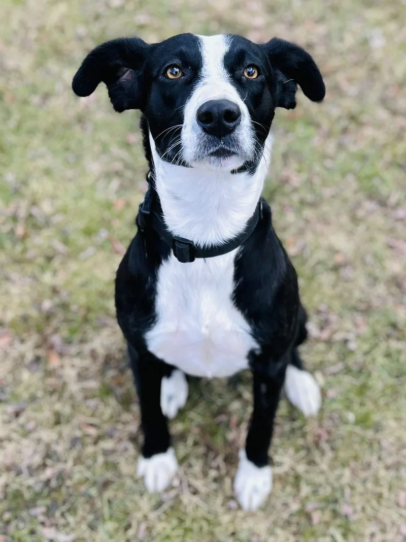 Addison