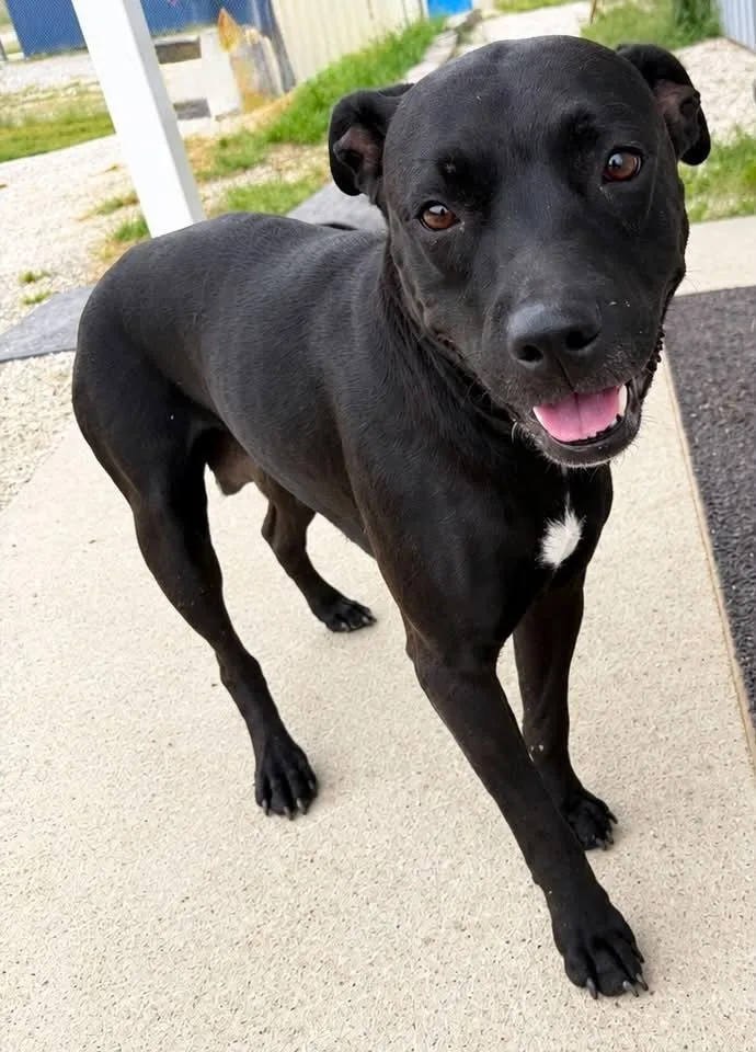 An adult medium-sized female Black Pit Bull Terrier dog named Amelia for adoption in Evansville, IN