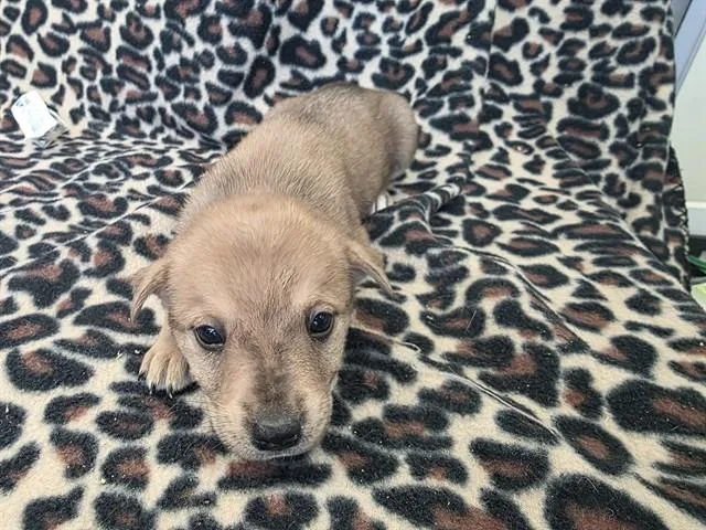 A baby small-sized male Pit Bull Terrier dog named Ezekiel for adoption in Lancaster, CA