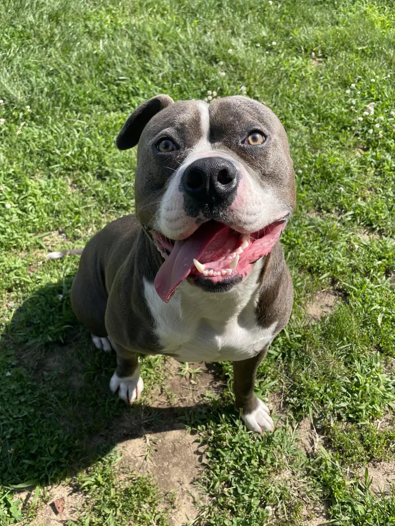 A young large-sized male Gray / Blue / Silver Mixed Breed dog named Oink for adoption in Mishawaka, IN
