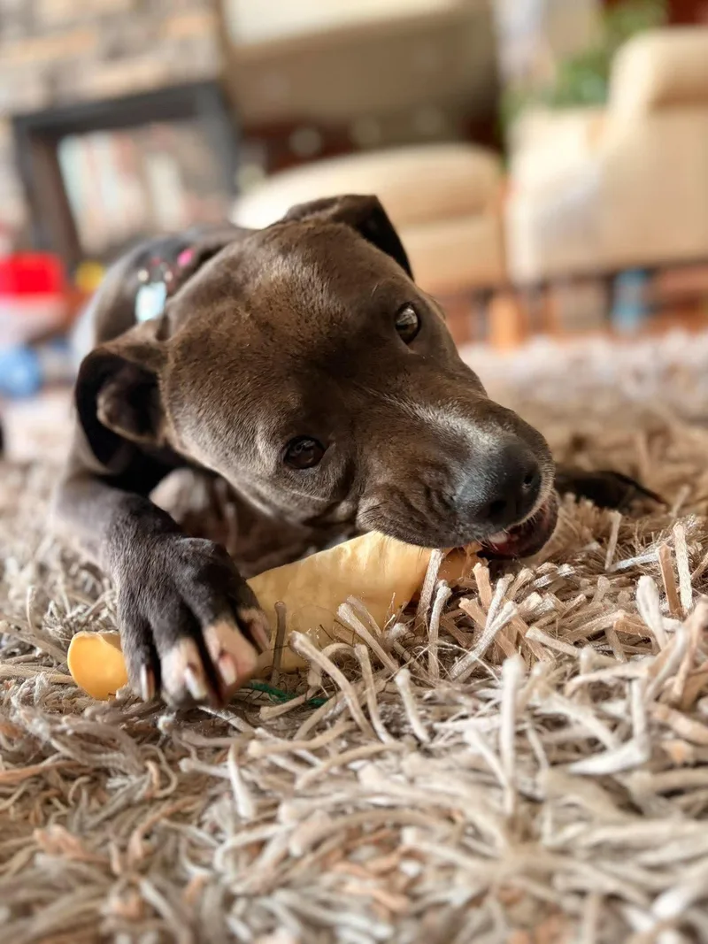 An adult medium-sized female Pit Bull Terrier dog named Margot for adoption in Grand Forks, ND
