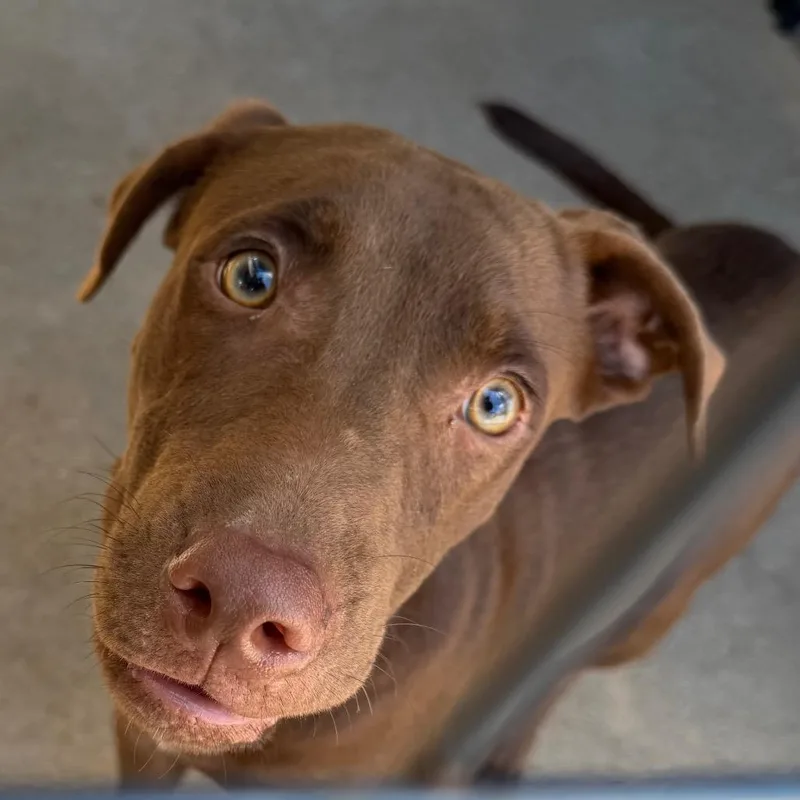 An adult medium-sized male Brown / Chocolate Chocolate Labrador Retriever dog named Lamarcus for adoption in Lake Jackson, TX
