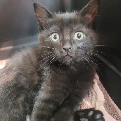 A baby small-sized female Domestic Short Hair cat named Denise for adoption in Memphis, TN