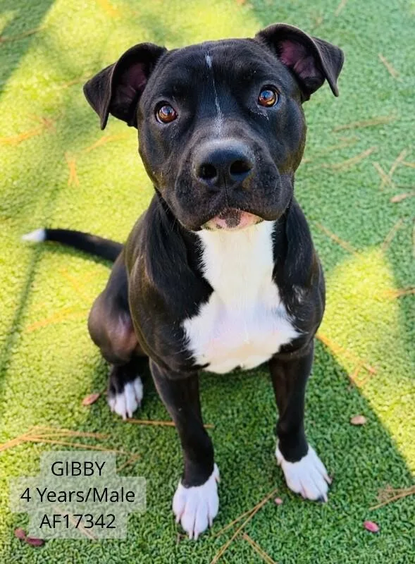 An adult large-sized male Pit Bull Terrier dog named Gibby for adoption in Supply, NC