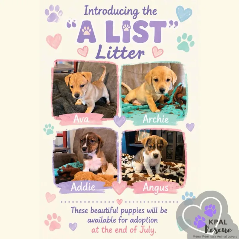 A baby large-sized female Tricolor (Brown, Black, & White) Mixed Breed dog named Addie “A” List for adoption in Kenai, AK