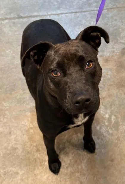 An adult large-sized female Labrador Retriever dog named Sara for adoption in Bowling Green, KY