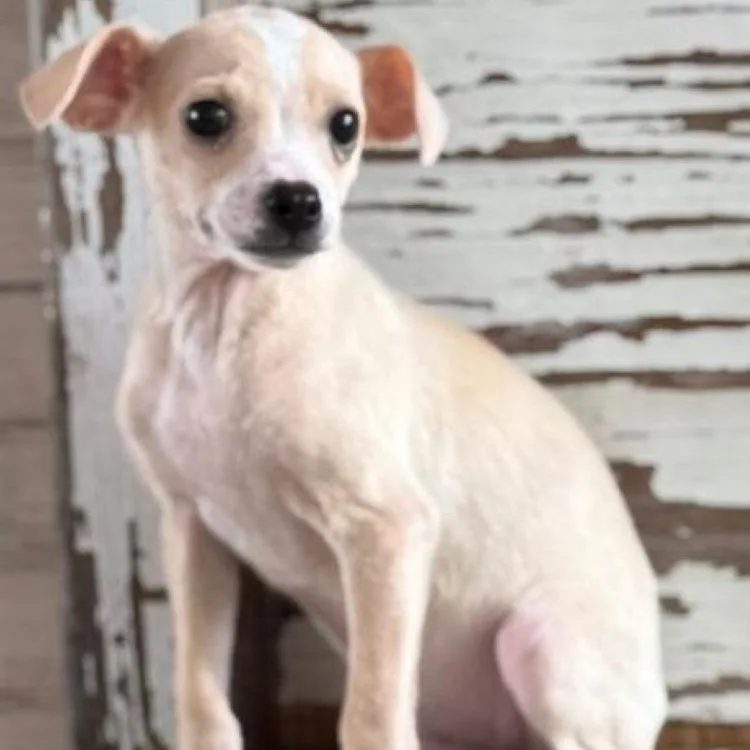A young small-sized male White / Cream Chihuahua dog named Calvin for adoption in Carrollton, TX