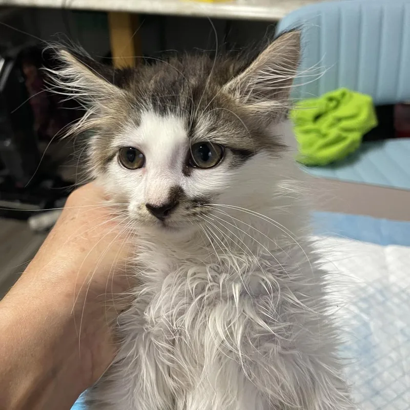 A baby small-sized female Brown / Chocolate Domestic Medium Hair cat named Berkeley for adoption in Durham, NC