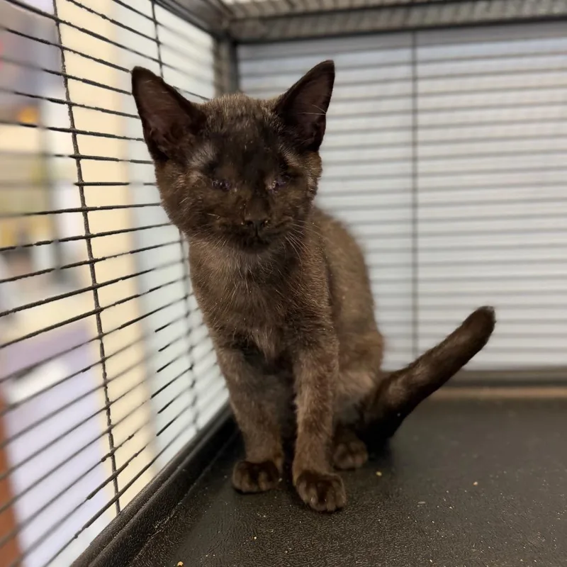 A baby small-sized male Domestic Short Hair cat named Eragon for adoption in Portage, MI