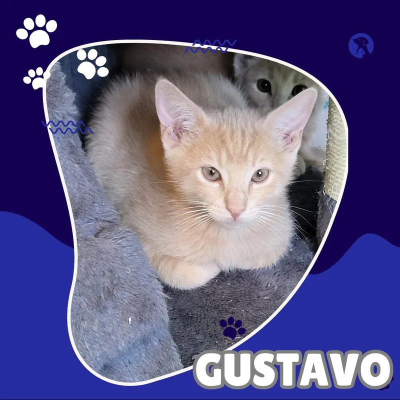 A baby small-sized male Domestic Short Hair cat named Gustavo for adoption in Tucson, AZ