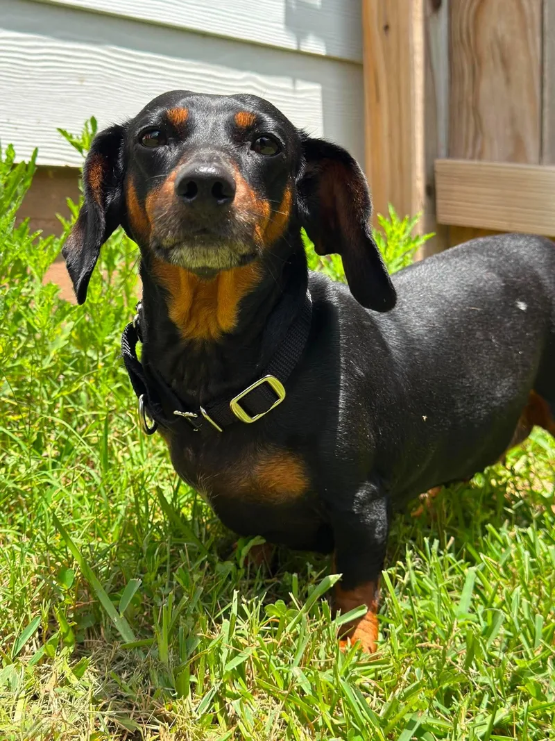 An adult small-sized female Bicolor Dachshund dog named Penelope for adoption in Yonkers, NY