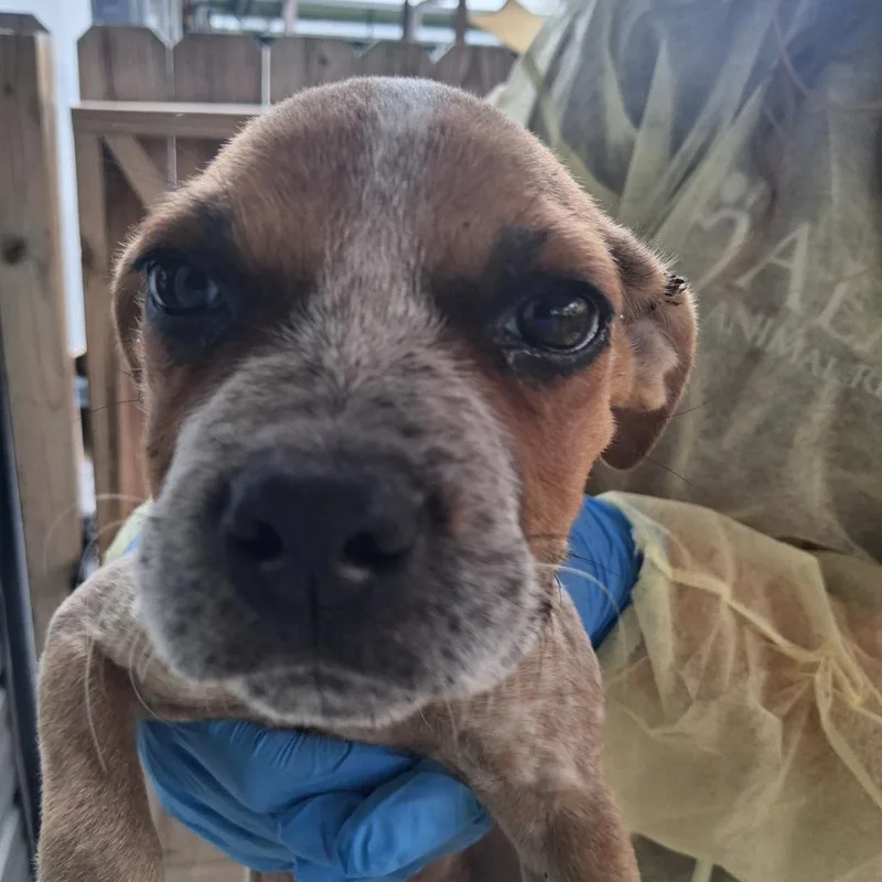 A baby medium-sized female Brown / Chocolate Cattle Dog dog named Morticia for adoption in Freeport, FL