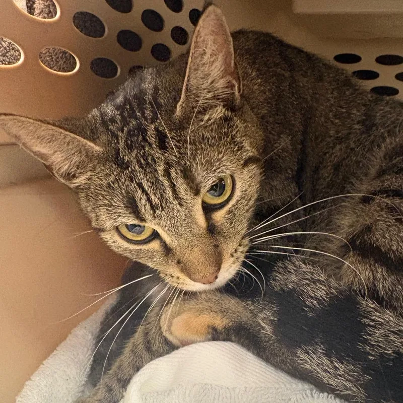 A young medium-sized female Brown / Chocolate Domestic Short Hair cat named Lucy for adoption in West Palm Beach, FL