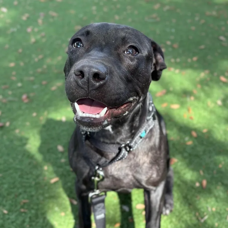 A young medium-sized female Black Mixed Breed dog named Bo Peep for adoption in Naples, FL