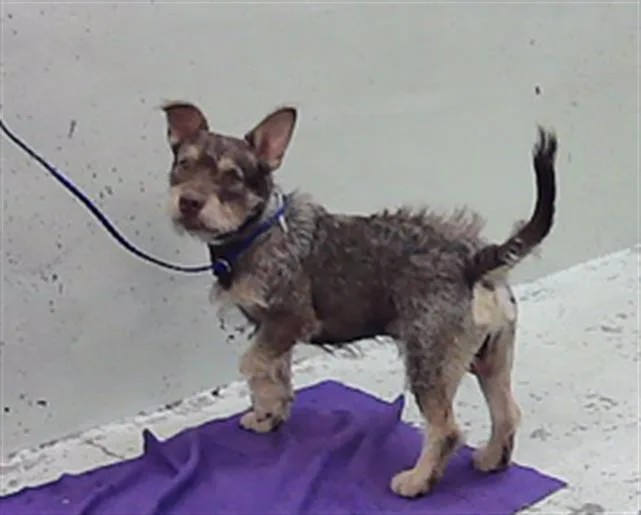 A young medium-sized male Cairn Terrier dog named Roki for adoption in Houston, TX