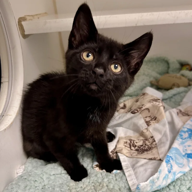A young medium-sized female Black Domestic Short Hair cat named Poliwag for adoption in Reisterstown, MD
