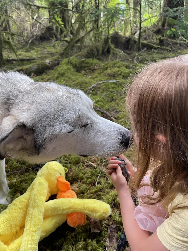 A young medium-sized female Husky dog named Strawberry sweet for adoption in oriskany, NY