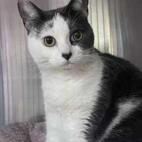 A young small-sized female Domestic Short Hair cat named Banksy for adoption in Bridgewater, NJ