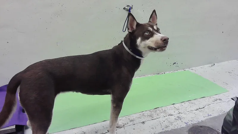 A young large-sized female Siberian Husky dog named A for adoption in Houston, TX